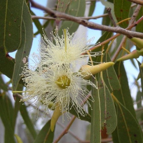 Eucalyptus nitens, Shining Gum - Pot