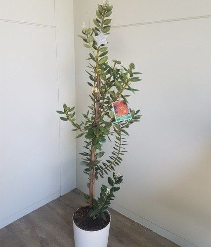 Metrosideros Maori Princess, Pohutukawa - 3Ltr (with white pot)