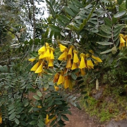 Sophora Milligold - Pb3