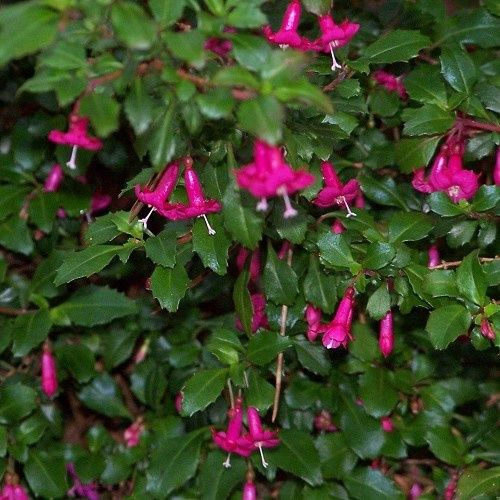 Fuchsia Lottie Hobby - Pb3