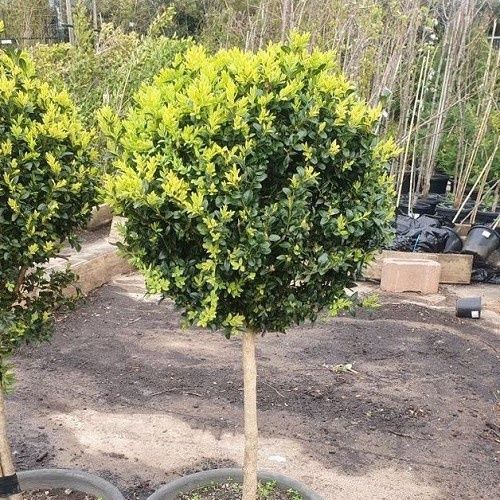 Buxus sempervirens, Sphere Topiary - 15 ltr