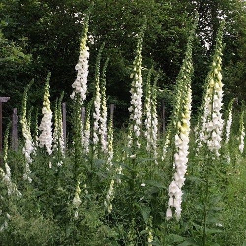 Digitalis alba, Foxglove White