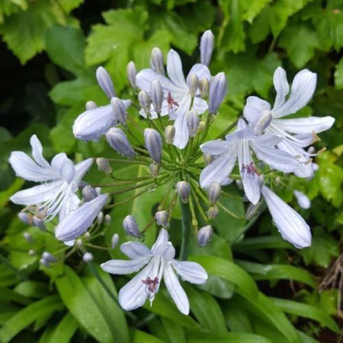 Agapanthus Moonshine - Pb5/Pb6.5