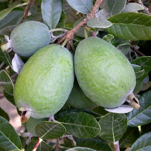 Feijoa Kakapo - 3.3Ltr