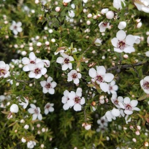 Leptospermum Wiri Susan, Manuka - 2Ltr