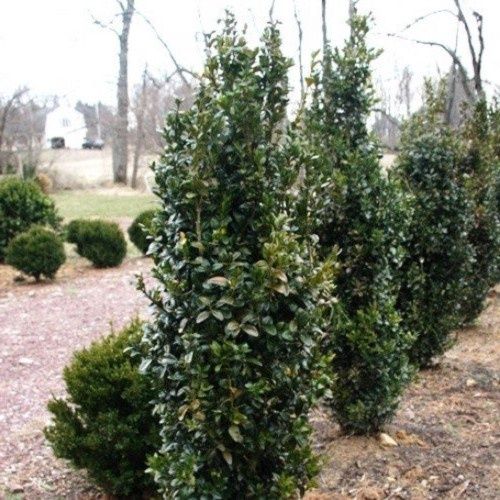 Buxus Graham Blandy - 45Ltr