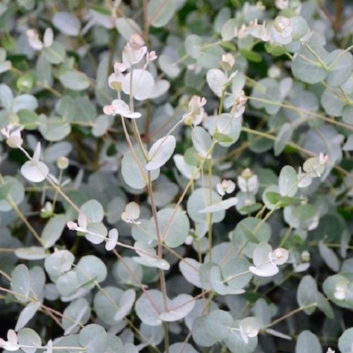 Eucalyptus Blue Sky, Urn Gum - Pb5