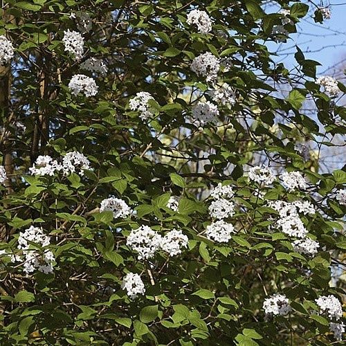 Viburnum x Fulbrook - 3.3Ltr