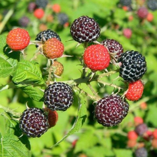 Raspberry Ebony - 2Ltr/3Ltr