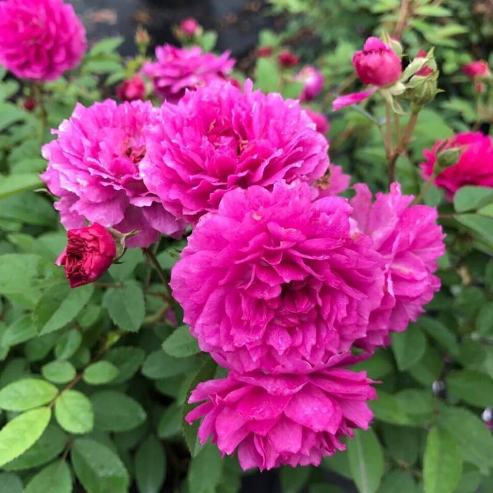 Rose Sweet Chariot (floribunda) - 2.5Ltr