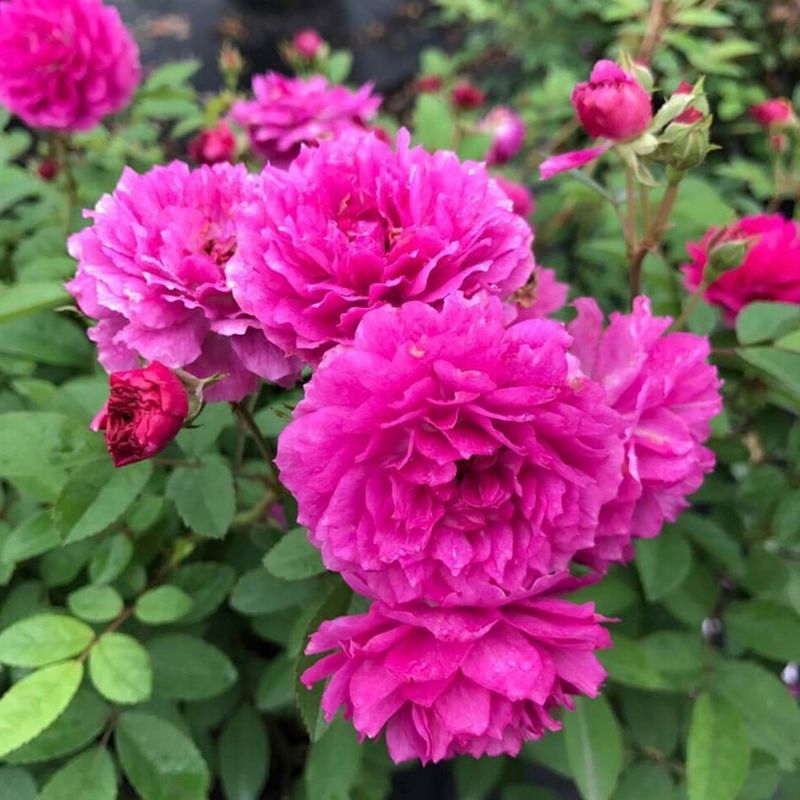 Rose Sweet Chariot (floribunda) - 2.5Ltr