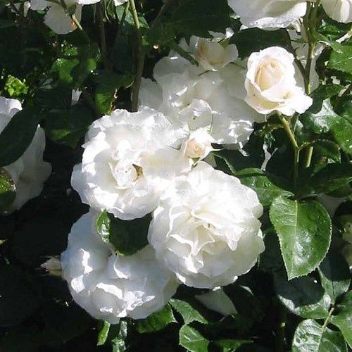 Rose White Romance