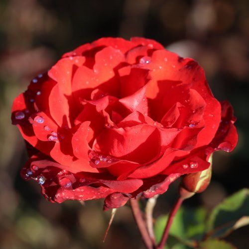 Rose Satchmo (floribunda)
