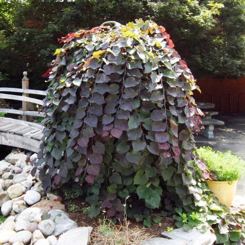 Cercis canadensis Ruby Falls - Pb18/Pb28
