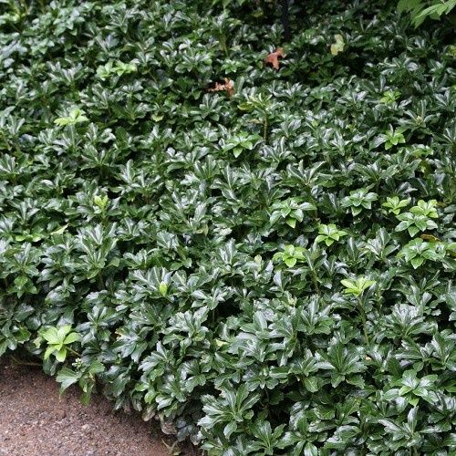 Pachysandra Green Sheen, Japanese Spurge - 1.5Ltr