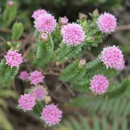 Pimelea Bonne Petite - 2Ltr