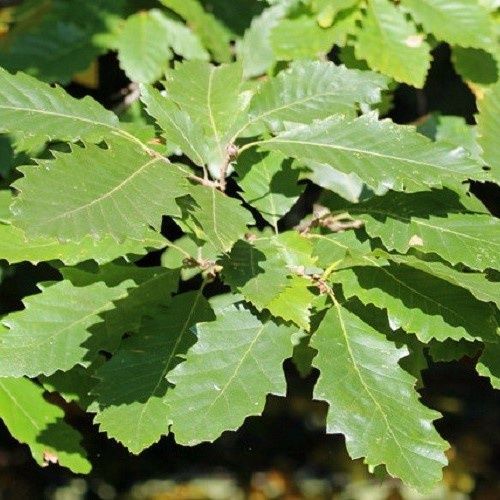 Quercus castaneifolia, Chestnut-Leaved Oak  - Pb12/Pb18
