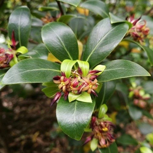 Pittosporum cornifolium, Tawhiri Karo - 2Ltr