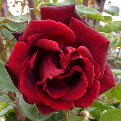 Rose Birthday Present (climbing) - 2.5Ltr