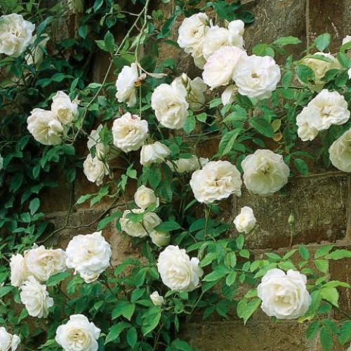 Rose Iceberg (climbing)