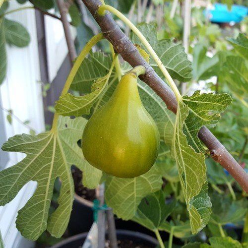 Fig White Adriatic - Pb6.5