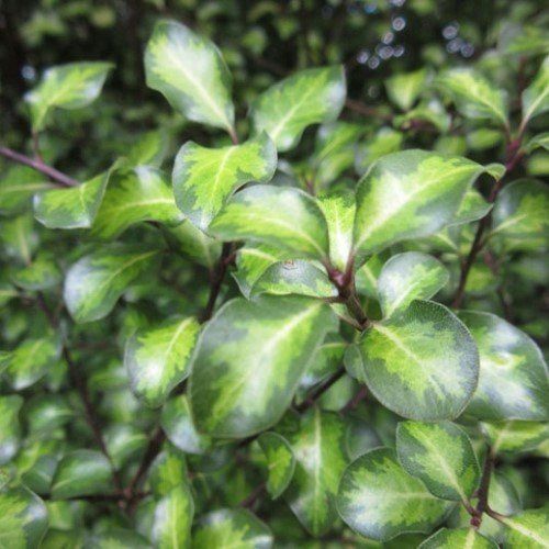 Pittosporum Tandara Gold - Pb3/4