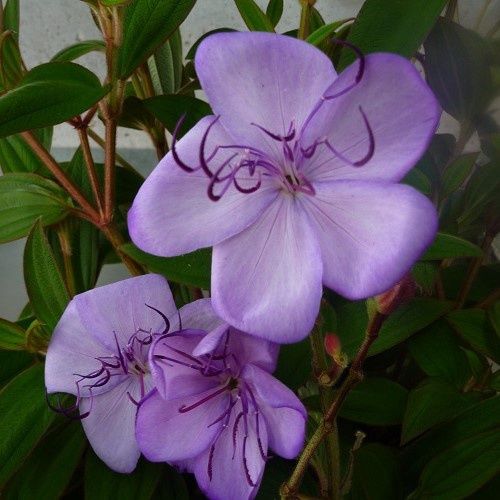 Tibouchina Blue Moon - 2Ltr