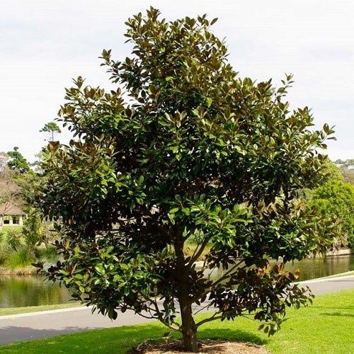 Magnolia grandiflora, Southern Magnolia - 2.5Ltr (70/110)