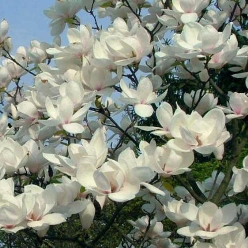 Magnolia Manchu Fan - Pb18/Pb28