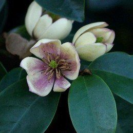 Michelia Coco - 3.3Ltr