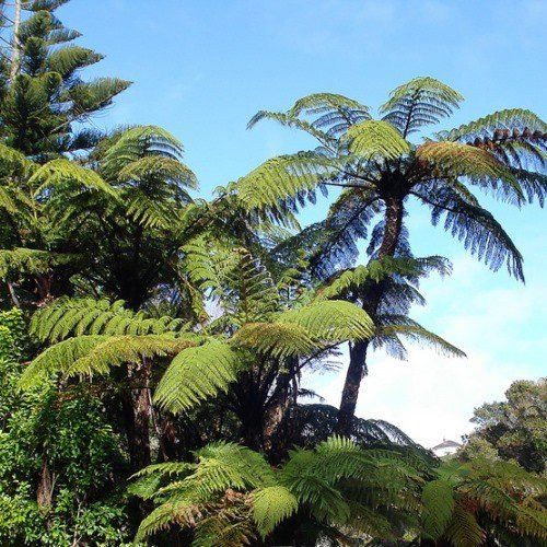 Cyathea medullaris, Black Tree Fern - Pb18