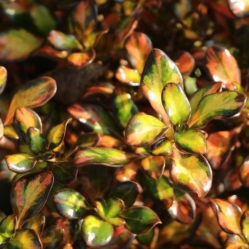 Coprosma Evening Glow - 2Ltr (25/35)