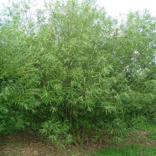 Salix Kinuyanagi, Japanese Fodder Willow - Pb6.5