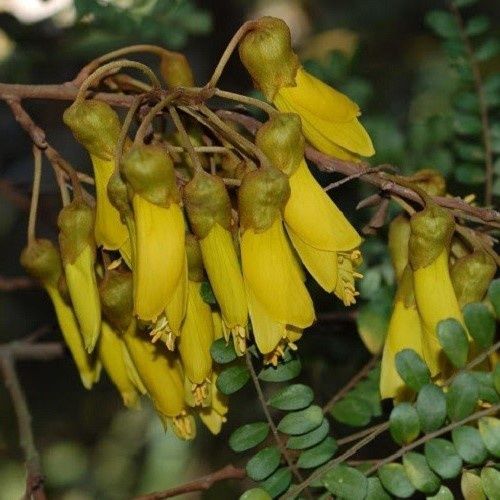 Sophora chathamica, Coastal Kowhai - Pot