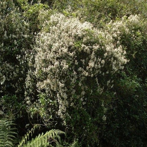 Parsonsia capsularis, Kaiwhiria - Pb6.5