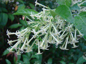 Cestrum nocturnum, Night-Scented Jasmine - Pb6.5