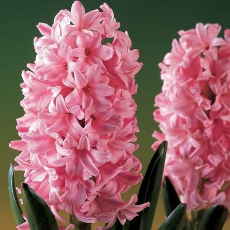 Hyacinth - Fondant