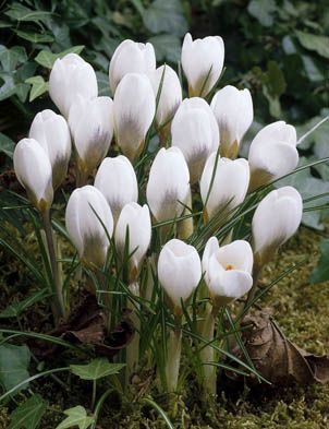 Crocus Snow Bunting