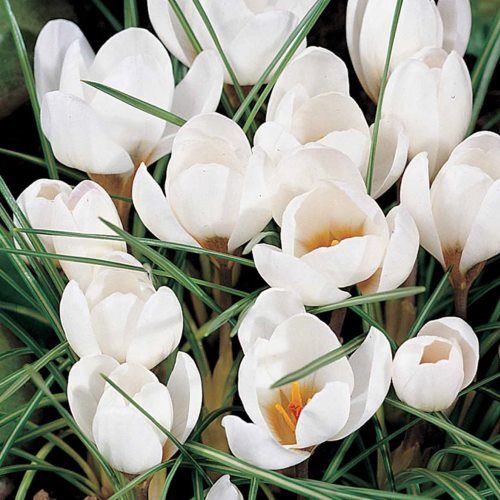 Crocus Purity