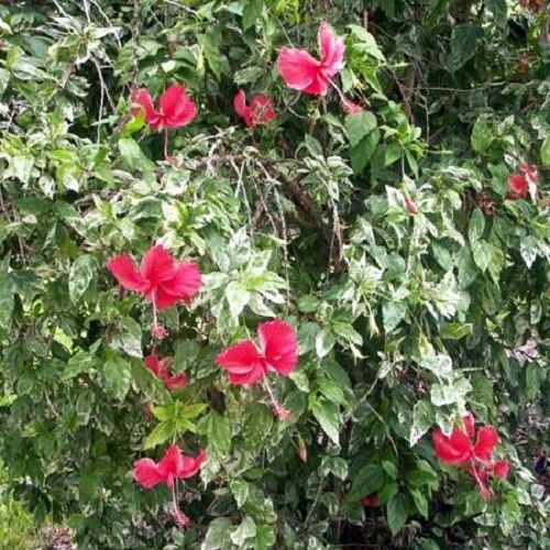 Hibiscus Snow Queen - 2Ltr