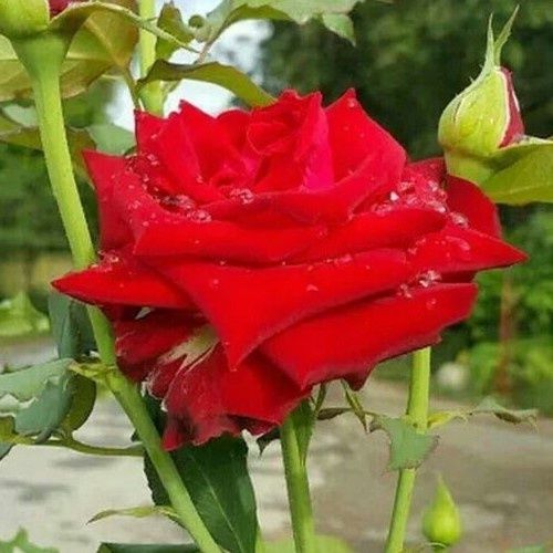 Rose Essential Cover - 2.5Ltr