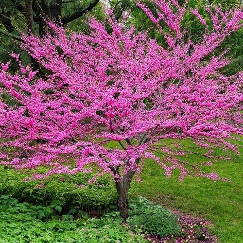 Cercis chinensis