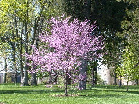 Cercis canadensis - Pb28