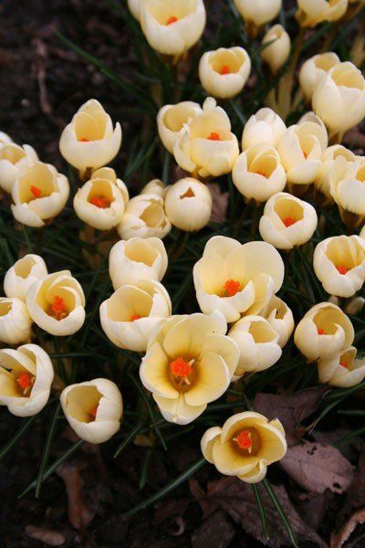 Crocus Cream Beauty