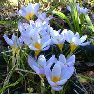 Crocus Firefly