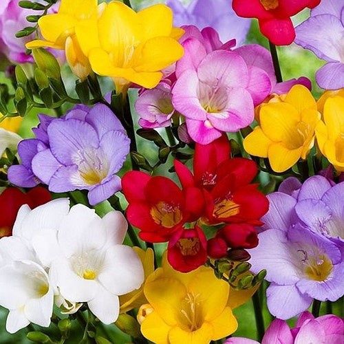Freesia Fiesta Mix 20