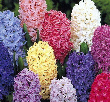 Hyacinth Mix 15