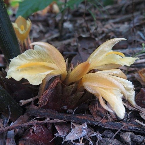 Zingiber mioga, Myoga Ginger - 2.5L