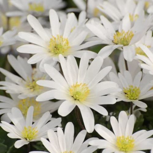 Anemone blanda - White Splendour