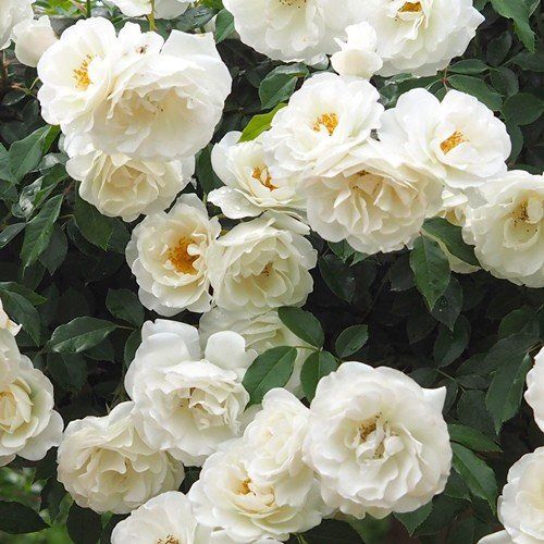 Rose Iceberg (floribunda) - Pb12